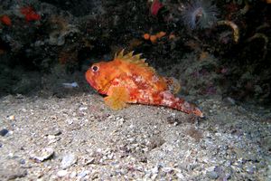 Scorfanotto (Scorpaena notata)