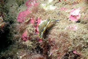 Doride dipinto (Hypselodoris picta)