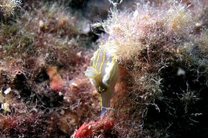 Doride dipinto (Hypselodoris picta)