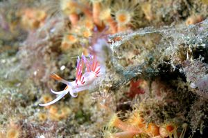 Cratena (Cratena peregrina)