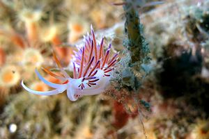 Cratena (Cratena peregrina)