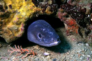 Grongo (Conger conger)