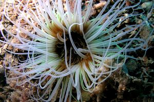 Cerianto (Cerianthus membranaceus)