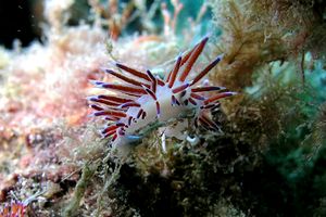 Cratena (Cratena peregrina)