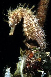 Cavalluccio marino (Hippocampus guttulatus)