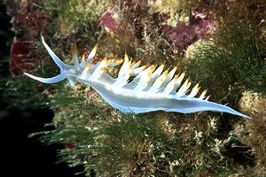 Flabellina bianca (Flabellina babai)