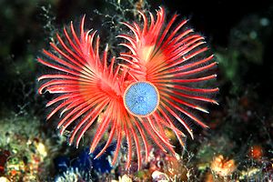 Serpula (Serpula vermicularis)