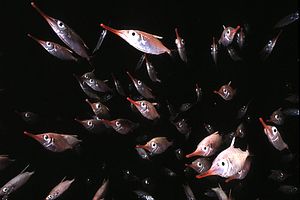 Pesce trombetta (Macrorhamphosus scolopax)