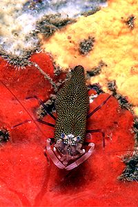 Gambero vinaio (Gnathophyllum elegans)