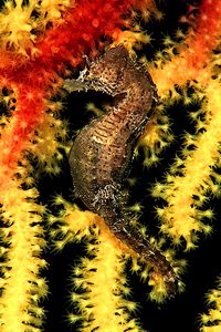 Cavalluccio marino (Hippocampus hippocampus)