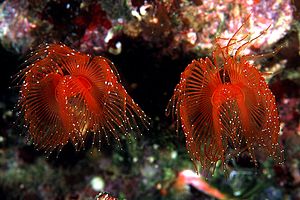 Protula (Protula intestinum)