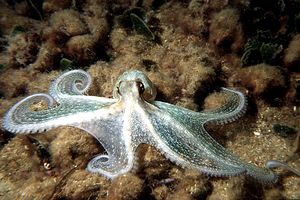 Polpo comune (Octopus vulgaris)