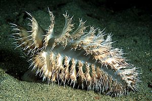 Pennatula (Pennatula phosphorea)