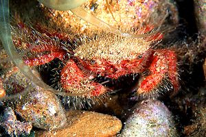 Granchio peloso (Pilumnus sp.)