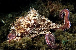 Polpo comune (Octopus vulgaris)