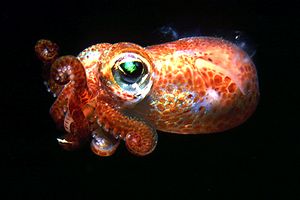 Seppiola (Sepiola rondeleti)