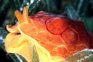 Lumacone tartaruga (Pleurobranchus testudinarius)