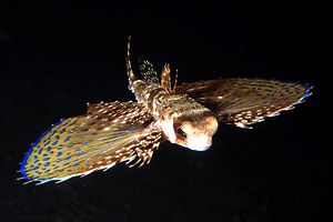 Pesce civetta (Dactylopterus volitans)