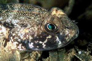 Ghiozzo nero (Gobius niger)