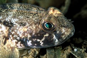 Ghiozzo nero (Gobius niger)