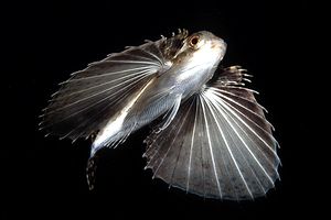 Pesce civetta (Dactylopterus volitans)