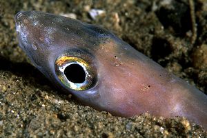 Grongo delle baleari (Ariosoma balearicum)