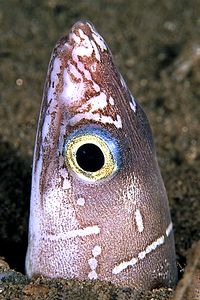 Miro (Echelus myrus)