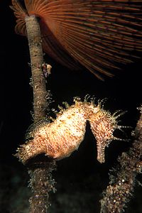 Cavalluccio marino (Hippocampus guttulatus)