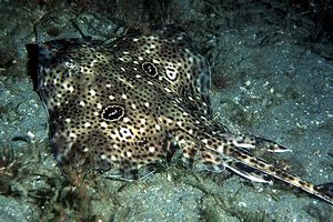 Razza Polistimma (Raja polystigma)