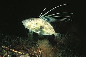 Pesce san pietro (Zeus faber)