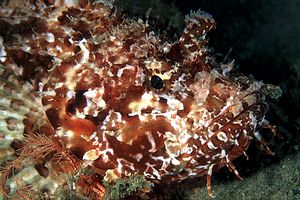Scorfano rosso (Scorpaena scrofa)