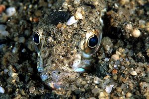 Tracina (Trachinus draco)
