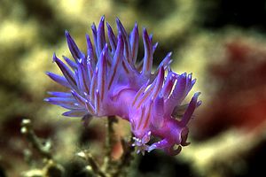 Flabellina rosa (Flabellina affinis)