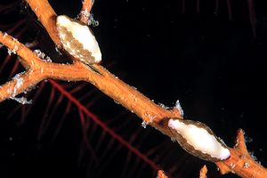 Neosimnia (Neosimnia spelta)
