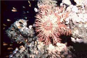 Stella corona di spine (Acanthaster planci)