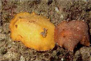 Doride argo (Platydoris argo)