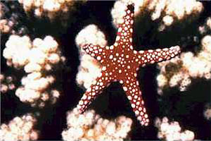 Stella marina di ghardaqa (Fromia ghardaqana)