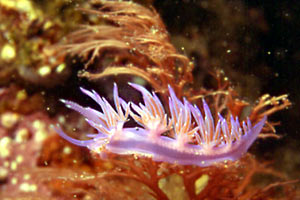 Flabellina rosa (Flabellina affinis)