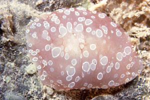 Nudibranchio (Archidoris tuberculata)