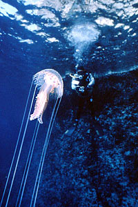 Medusa luminosa (Pelagia noctiluca)