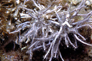 Alga calcarea (Amphiroa rigida)