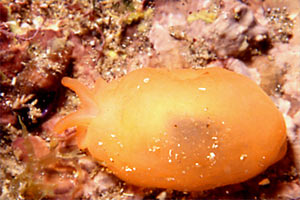 Bertella arancione (Berthella aurantiaca)
