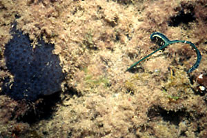 Bonellia (Bonellia viridis)