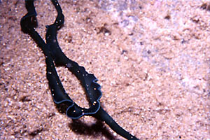 Bonellia (Bonellia viridis)
