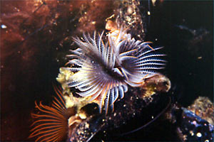 Bispira (Bispira volutacornis)