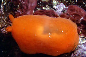 Bertella arancione (Berthella aurantiaca)