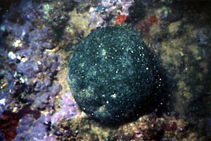 Palla verde (Codium bursa)