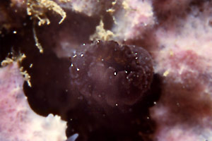 Ascidia lunga (Ciona intestinalis)