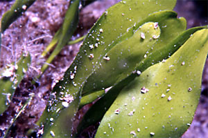 Caulerpa (Caulerpa prolifera)