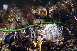 Caulerpa (Caulerpa prolifera)